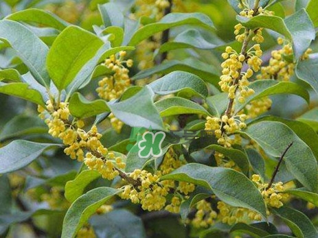 桂花樹種在院子哪里好？桂花樹種在家門口好嗎