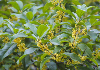 桂花樹(shù)種在院子哪里好？桂花樹(shù)種在家門口好嗎