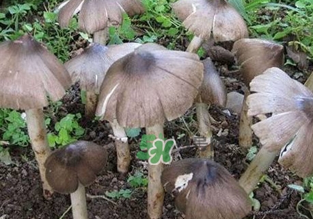 雞樅菌什么人不能吃？雞樅菌哪些人能吃