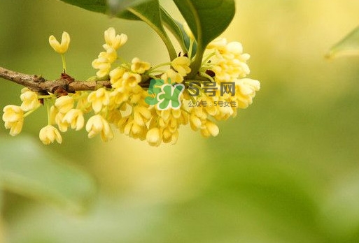 家里為什么不能種桂花？桂花為什么不能栽在家里