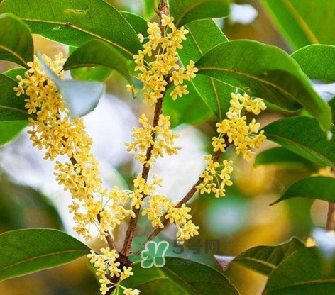 桂花樹種在院子哪里好？桂花樹種在家門口好嗎