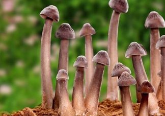 雞樅菌多少錢一斤？干雞樅菌多少錢一斤