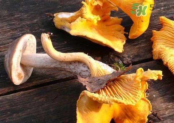 雞油菌什么季節(jié)有？雞油菌什么時(shí)候采摘
