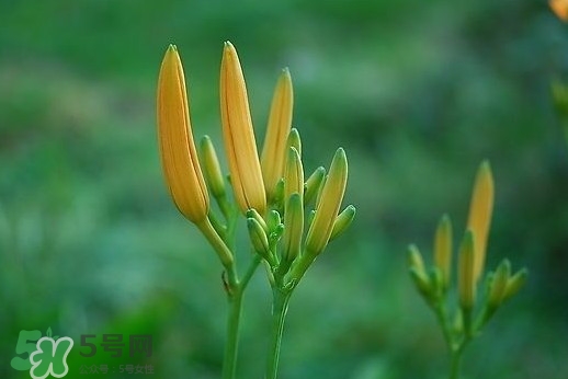 黃花菜什么時候種植？黃花菜什么時候采摘好