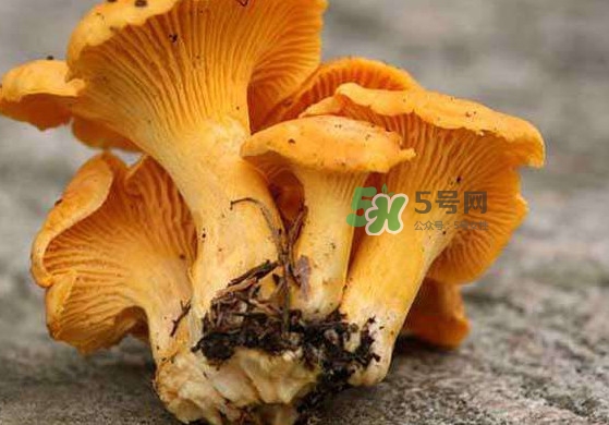 雞油菌孕婦能吃嗎？孕婦可以吃雞油菌嗎