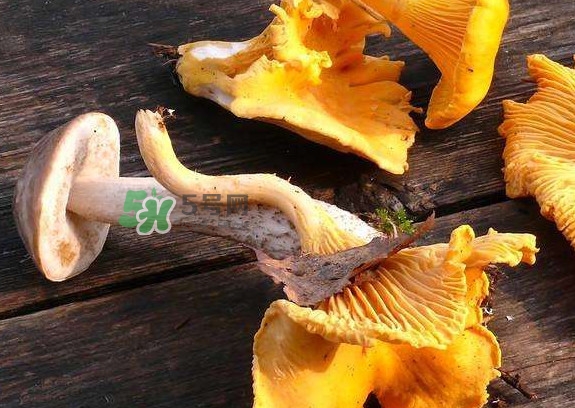 雞油菌是寒性的嗎？雞油菌是發(fā)物嗎