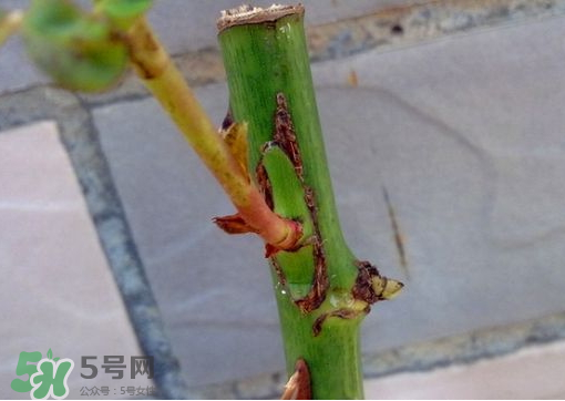 九月份能嫁接樹嗎？九月份怎么嫁接樹？