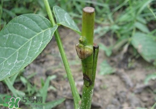 九月份能嫁接樹嗎？九月份怎么嫁接樹？