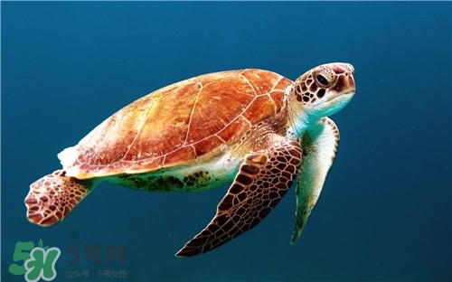 甲魚湯是涼性的嗎？甲魚湯的禁忌人群