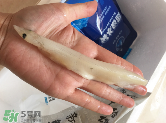 大銀魚多少錢一斤？大銀魚怎么洗？