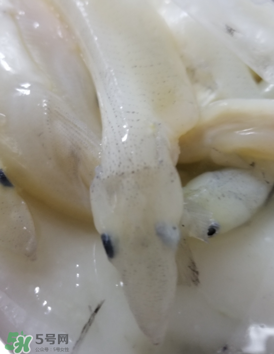 銀魚怎么保存？銀魚可以放在冰箱冷凍保存嗎？
