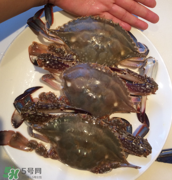 梭子蟹是海里的嗎？梭子蟹是螃蟹嗎？