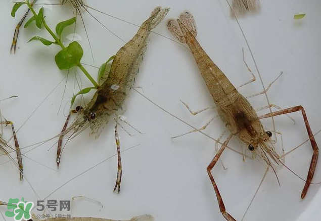 河蝦是發(fā)物嗎？河蝦是不是發(fā)物？