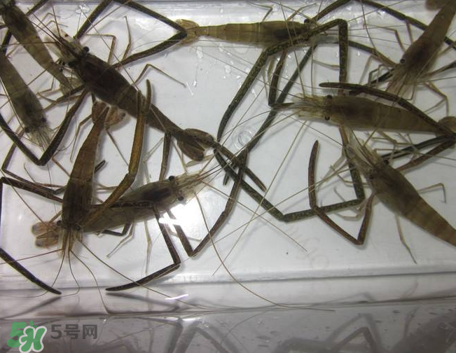 河蝦是發(fā)物嗎？河蝦是不是發(fā)物？