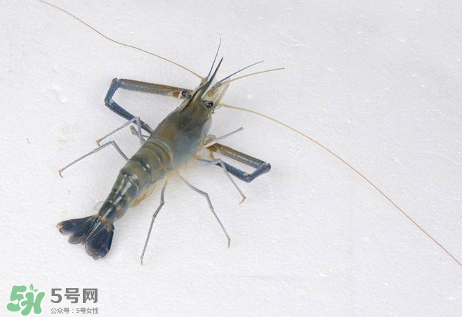 河蝦是酸性還是堿性？河蝦是涼性還是熱性？
