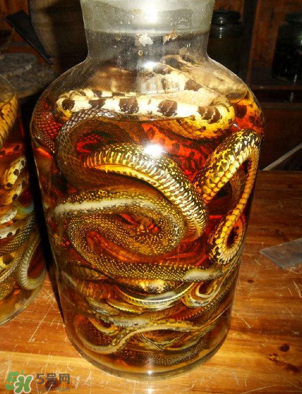 毒蛇泡酒多久才能喝？毒蛇泡酒多久才會死？