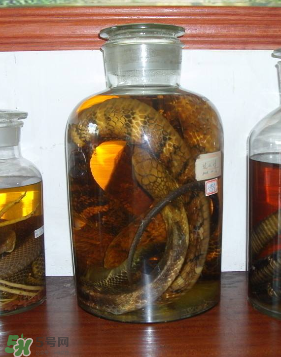 毒蛇泡酒多久才能喝？毒蛇泡酒多久才會死？