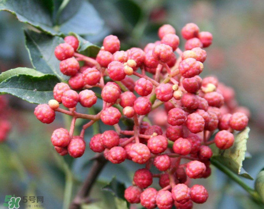 花椒泡腳能治白發(fā)嗎？花椒泡腳白發(fā)能轉黑嗎？