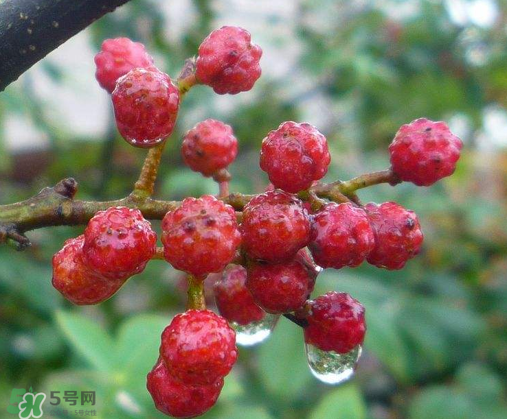 花椒泡腳能祛濕嗎？怎樣用花椒去濕去寒？