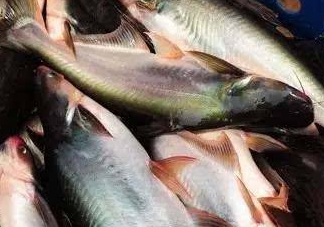 巴沙魚是什么魚？巴沙魚吃什么東西？