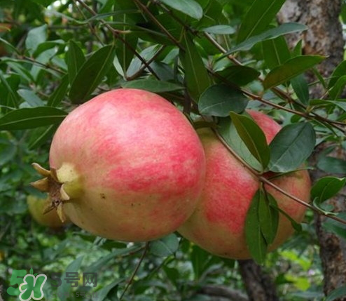 突尼斯石榴哪里產(chǎn)？突尼斯軟籽石榴產(chǎn)地