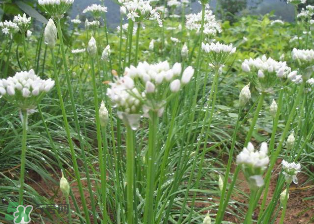 韭菜籽泡水喝有效果嗎？韭菜籽能直接泡水喝嗎？