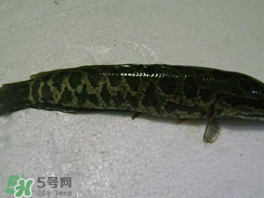 黑魚怎么殺不滑？黑魚為什么又被叫做財(cái)魚