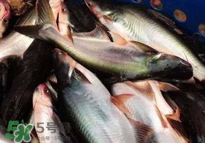 巴沙魚是淡水魚還是海魚？巴沙魚為什么沒有刺