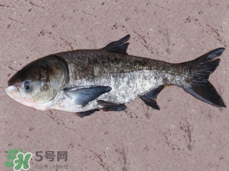 花鰱魚是海鮮嗎？花鰱魚是淡水魚嗎