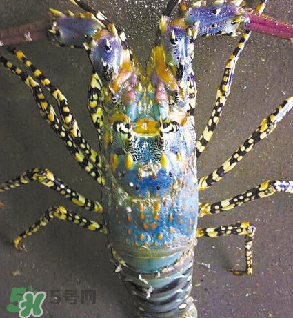 中華錦繡龍蝦可以養(yǎng)殖嗎？中華錦繡龍蝦有毒嗎