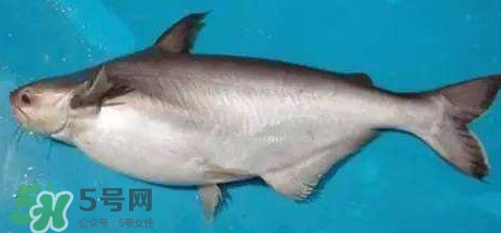 巴沙魚是淡水魚還是海魚？巴沙魚為什么沒有刺