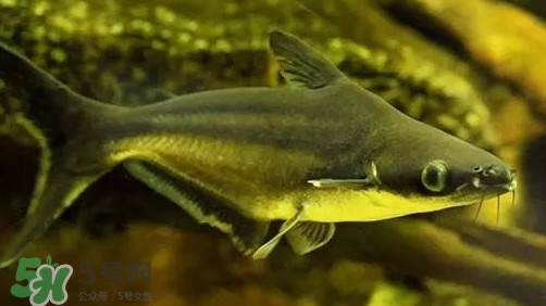 巴沙魚為什么不能吃？巴沙魚多少錢一斤