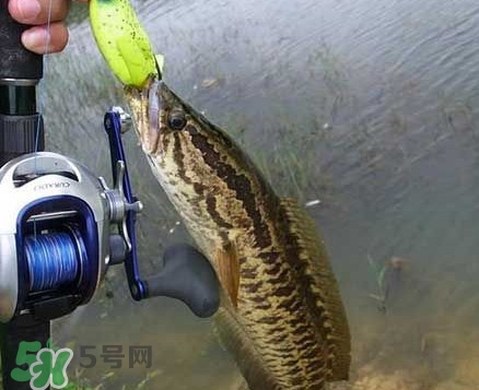 黑魚厲害還是鯰魚厲害？黑魚是世界上最臟的魚