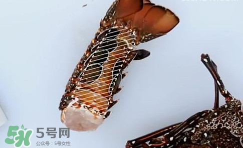4斤的波士頓龍蝦多少錢？波士頓龍蝦怎么處理