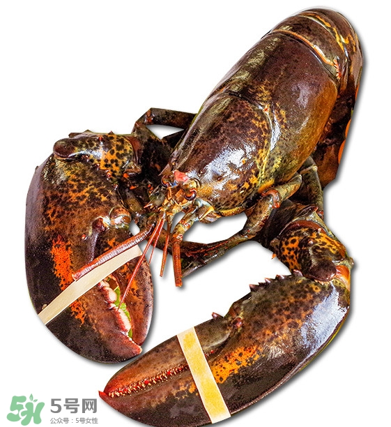 波士頓龍蝦怎么去蝦線？波士頓龍蝦怎么清洗