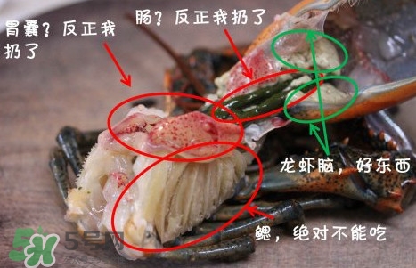 波士頓龍蝦頭能吃嗎？波士頓龍蝦哪里不能吃