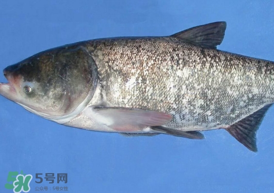 花鰱魚是海鮮嗎？花鰱魚是淡水魚嗎