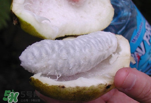 八月炸是什么水果？八月炸果多少錢一斤2017