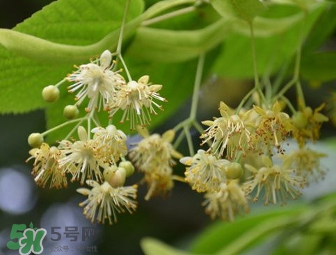 椴樹蜜有什么氣味？椴樹蜜結(jié)晶看到糖怎么回事