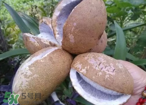 八月瓜什么時(shí)候成熟？八月瓜什么時(shí)候種植