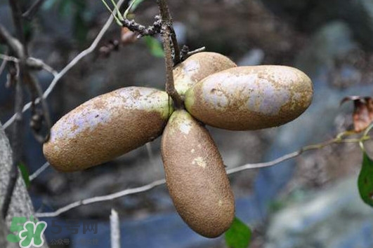 預(yù)知子怎么吃？預(yù)知子作用和功效是什么