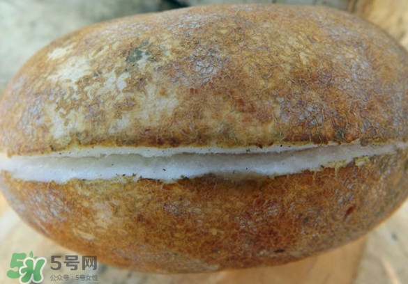 預(yù)知子果為什么種的人少？預(yù)知子和八月扎有區(qū)別嗎