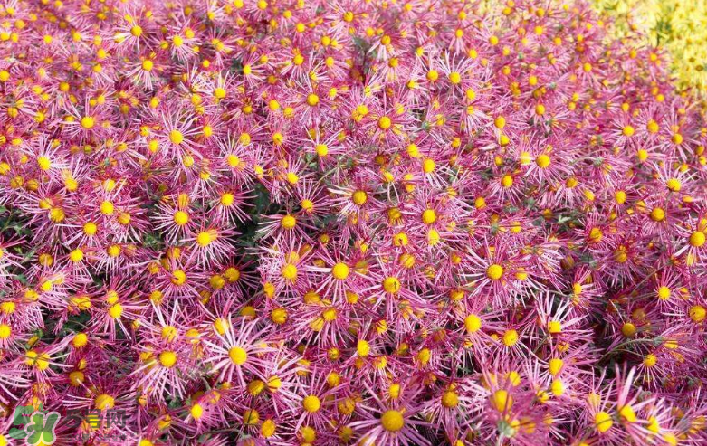 秋天開(kāi)花嗎？秋天的花有哪些？