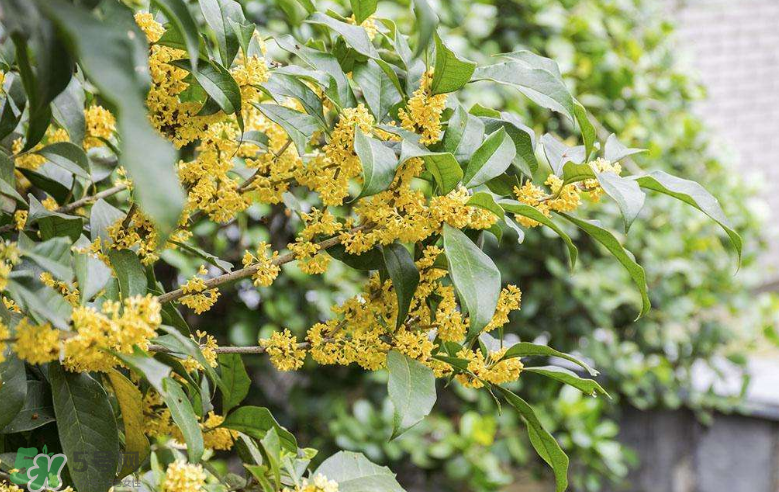 秋天開(kāi)花嗎？秋天的花有哪些？