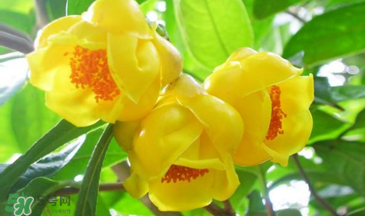 秋天開(kāi)花嗎？秋天的花有哪些？