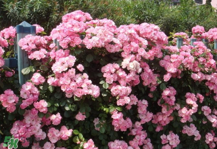 秋天開(kāi)花嗎？秋天的花有哪些？