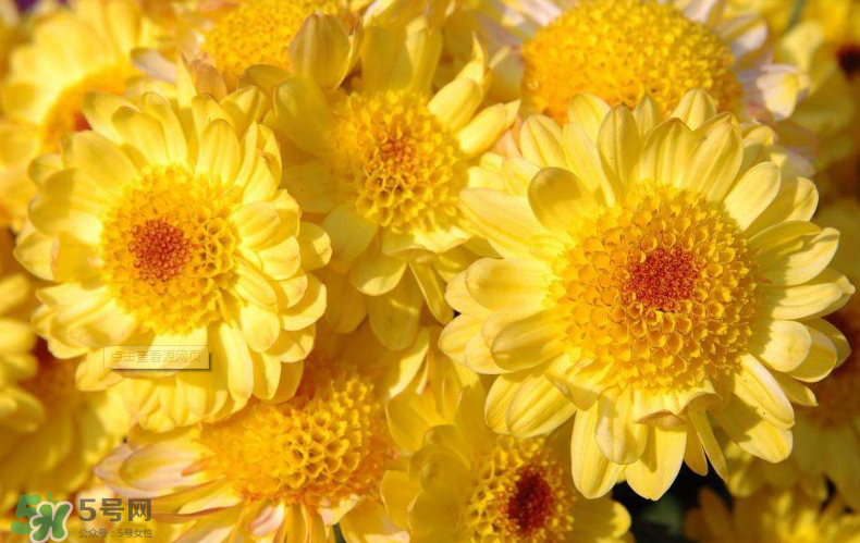秋天開(kāi)花嗎？秋天的花有哪些？