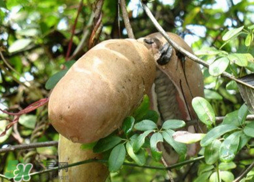 八月瓜適合哪里種植？八月瓜的種植技術(shù)