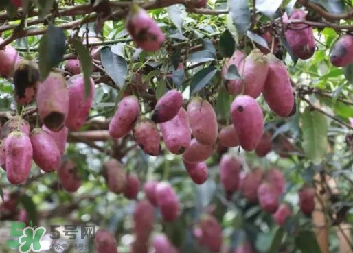 八月瓜能吃嗎？八月瓜到底有什么價值？
