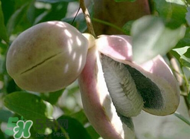 八月瓜適合哪里種植？八月瓜的種植技術(shù)